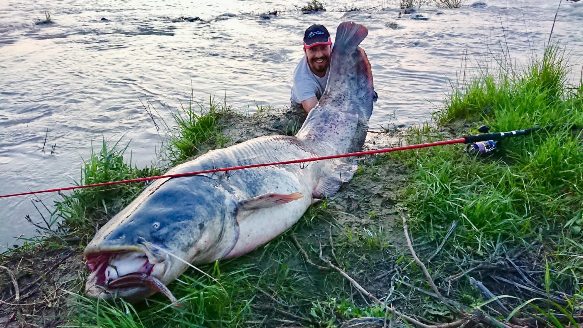 Les Gros Silures Du Bord Au Leurre Ultimate Fishing